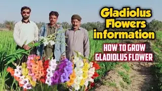 Gladiolus farming/flowers farming in pakistan/glade flowers in pakistan/How to grow gladiolus bulbs