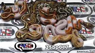 25bpC17  fm Enchi Pastel Leopard (pos Super Leo) Het Clown 50% Pos Het Pied x m Clown Pied Pos Leo