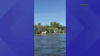 Watch: Wild horses enjoy the Salt River