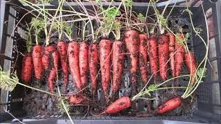 Carrot Reveal3 2020