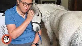 She Couldn&rsquo;t Get a Dog &mdash; So She Got a Mini Horse Who Took Over Her Life