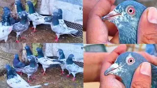 🔥 Original Kachori Kabutar | Natural Red Eyes | Pure Breed | For Sale 📞9056476778
