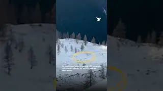 Au cours d&rsquo;une randonn&eacute;e matinale &agrave; Isola 2000, un promeneur a crois&eacute; une meute de loups &agrave; une