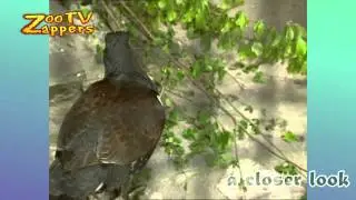 ZooZappers - Moose - Eland - Auerhahn - Auerhoen