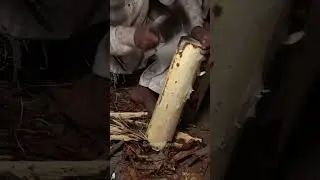 Wooden Fibers: The Artful Process of Making Wood Wool