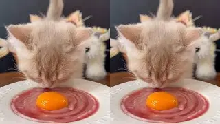 Cats heal people #Cattitude #My cat #Magic creatures #This little ball of cat is irresistible #Does