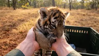 Animal Rescue Stories with Warm, Heartfelt Momen.#animals 