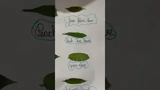 How Many Types of Leaves || #arpitnarwal #motivation #cityofeducation #education