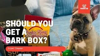 Frenchie (French Bulldog) and his Barkbox