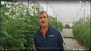 Novedades en tomate de Takii Seed