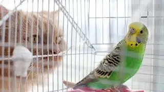 Wow so cute animals || funny cats || cute kittens videos Compilation#17 || #GlobalCats
