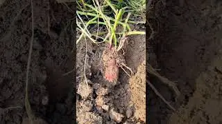 Dig #Sweet Potato #Agricultural Products #Hongmeng Agriculture, Rural Areas, and Farmers #   #271d7