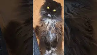 Adorable fluffy cat sitting and meowing#cats #cute #fluffy #meow