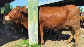 13 juta Hamil 5 Bulan !! Harga Oleng Sepi Pembeli !! Pasar Sapi Tuban 