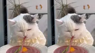 Cute cat # My pet # Little cutie # Kind-hearted kitten # Not very smart