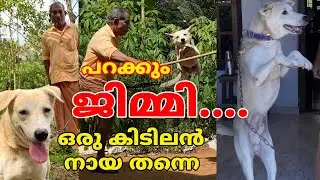 പറക്കും ജിമ്മി ഒരു കിടിലൻ നായ തന്നെ കാണാം ജിമ്മിയുടെ അഭ്യാസങ്ങളും കഴിവുകളും #dog #kannur  #iritty