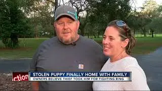 Florida thieves cut out dog&rsquo;s microchip, then try to conceal his identity with hair dye