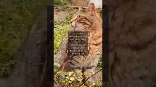 The Majestic Siberian Tiger A Contrite GiantAs I gaze into the piercing eyes of the...