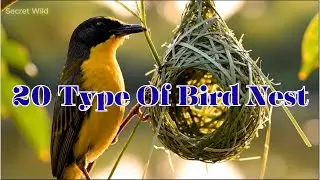 🐦🌿 20 Types of Bird Nests | Incredible Nest-Building Skills in the Wild