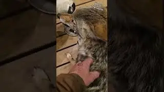 Койот ест торт! 🐺🎂 #weavethecoyote #wildlife #nature #cute #animals #animal #friends #dog #puppy
