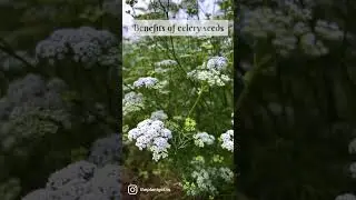 Celery Seeds | Rich source of vitamins | Benefits of celery seeds