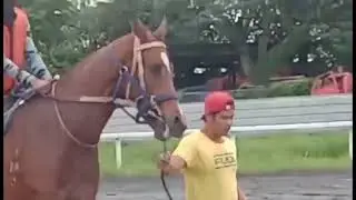 Starting gate training of PORT KENNEDY