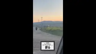 TOP TEN VIDEOS OF 2025: #6 INCREDIBLE ANIMAL CHASE