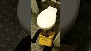 toilet overflowing #whataday #plumbing #morning #toilet #toiletbowl