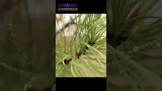 #clip Jean Road Loop - Kelowna, BC Canada #hiking #hikingadventures #macro #mountains #winter