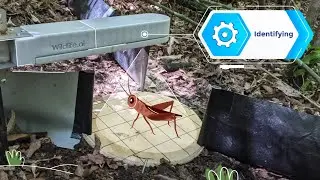 Wildlife Watcher &mdash; умная камера для наблюдения за дикой природой Новой Зеландии