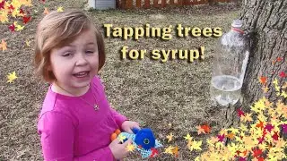 Kaylee's Kitchen: Tapping a tree for Maple Syrup