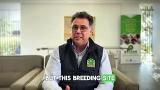 Can you really eliminate every mosquito breeding site in your yard? #Natran