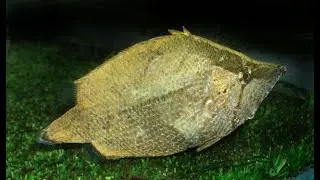 Как охотится Многоколючая рыба-лист (Amazon leaffish) &mdash; Monocirrhus polyacanthus на креветок ?