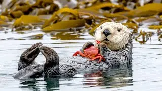 Funny Sea Otter Moments &ndash; Alaska Wildlife Document 2k