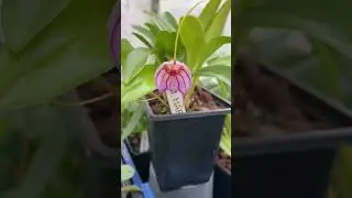 Masdevallia Harlequina