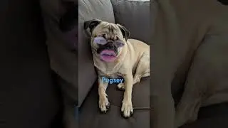 pug filter #dogfilter #short #pug #filter