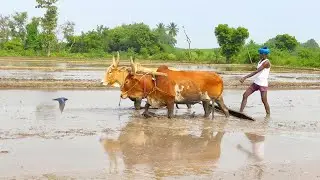 Bullock Ploughing video | Bullock working video