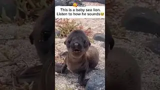 Baby sea lion cutie sound😊 #sealion #sea #lion #cute @bengalicuriosity @amazingfacts