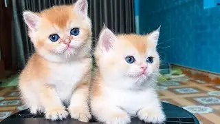 Colorful kittens run around their mother, meowing - Cute cat video