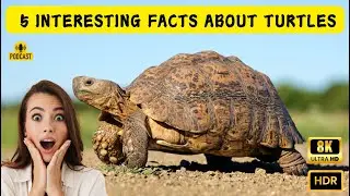 5 Interesting Facts About Turtles !