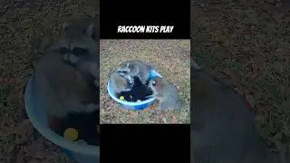 Raccoon Kits Play in Kiddy Pool #shorts