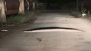 Python Spotted in Arrey Jungle #python #aarey #mumbai #youtube #night #wildlife fe