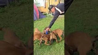 Feeding working line malinois puppies. Odessa. 0674842832 Puppies for sale. #REXZONE