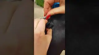 Quick Knot by Saddleworld Dural