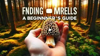 Foraging and Identifying Morel Mushrooms