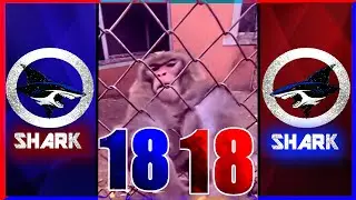 Подборка закадровых голосов животных из гетто №18 | «Мартовское безумие»