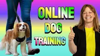Best Online Dog Training Courses That Actually Help | Personalized Support + Positive Dog Training