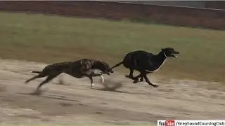Greyhound Dog Race 2022