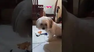 Petlover furbaby