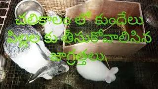winter seasion rabbit bynnies caring in telugu.BNR Rabbit farm. 9182112782